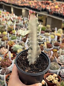 Euphorbia lactea variegata