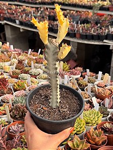 Euphorbia lactea variegata