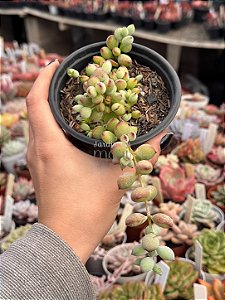 Cotyledon pendens