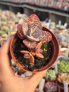 Kalanchoe humilis