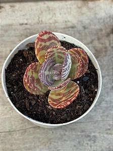 Kalanchoe humilis