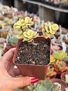 Portulacaria afra variegata (bonsai)