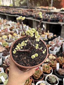 Portulacaria afra variegata (bonsai)