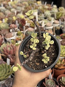 Portulacaria afra variegata (bonsai)