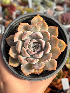 Echeveria orion
