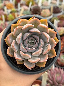 Echeveria orion