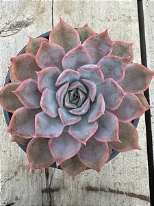 Echeveria orion