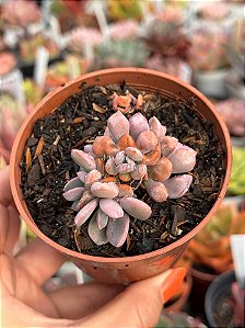 Graptoveria cupid