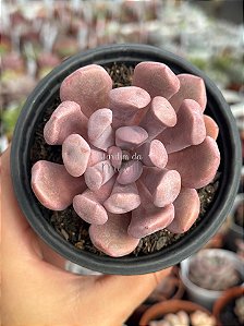Graptoveria cupid
