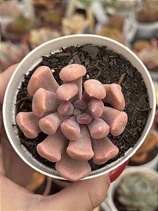 Graptoveria cupid