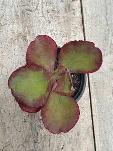 Echeveria David harris