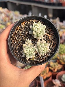 Echeveria prolífica variegata