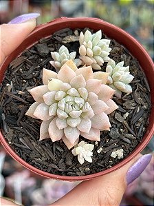 Echeveria prolífica variegata