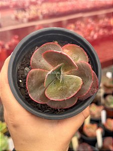 Echeveria nubilum