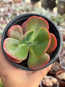 Echeveria nubilum