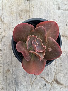 Echeveria whiz-kid (SEM RAIZ)