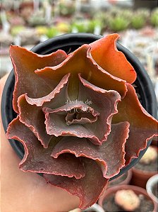 Echeveria whiz-kid