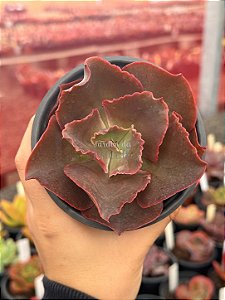 Echeveria whiz-kid