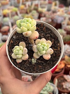 Sedum clavatum