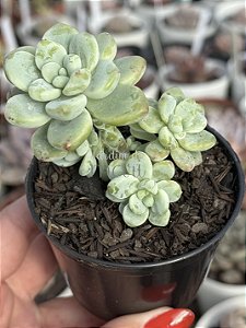 Sedum clavatum