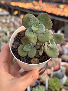 Crassula cordata