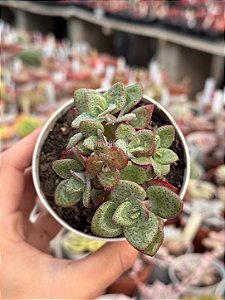 Crassula cordata