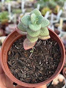 Crassula cordata
