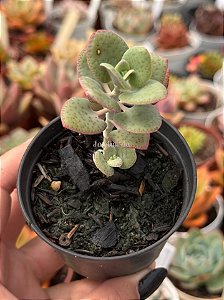 Crassula cordata