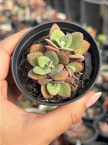 Crassula cordata