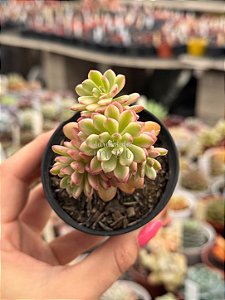 Sedum joyce tulloch variegata