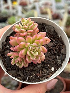 Sedum joyce tulloch variegata