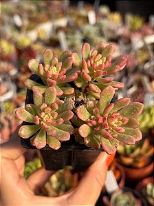 Sedum joyce tulloch variegata