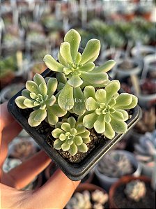Sedum joyce tulloch variegata