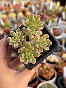 Sedum joyce tulloch variegata