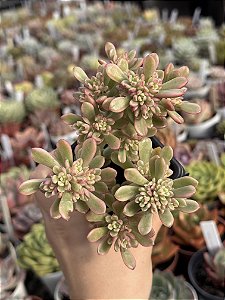 Sedum joyce tulloch variegata