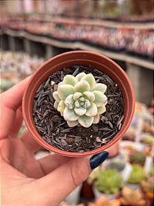 Sedum clavatum variegata