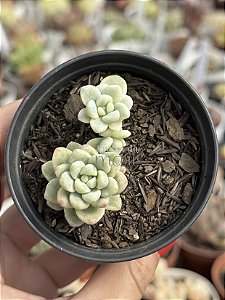 Sedum clavatum variegata