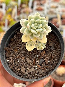 Sedum clavatum variegata