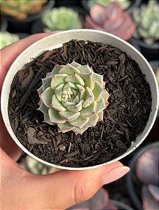Echeveria sara hime botan