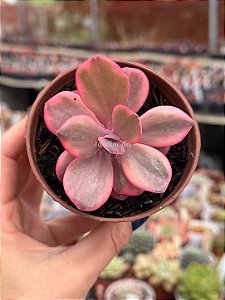 Echeveria angel wings variegata