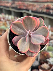 Echeveria angel wings variegata