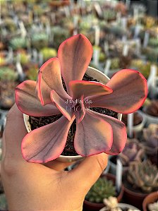 Echeveria angel wings variegata
