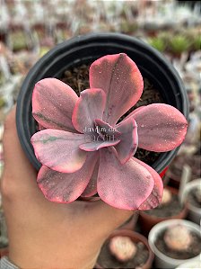 Echeveria angel wings variegata