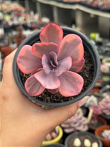 Echeveria angel wings variegata