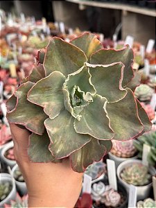 Echeveria san remo variegata