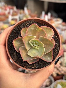 Echeveria san remo variegata