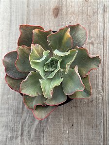 Echeveria san remo variegata