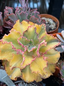 Echeveria san remo variegata