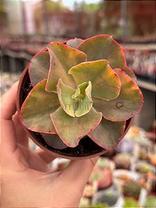 Echeveria san remo variegata