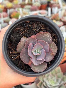 Echeveria russalka ( sem raiz)
